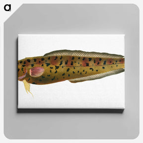 2-5_The-Natural-History-of-British-Fishes_canvas