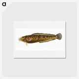 2-5_The-Natural-History-of-British-Fishes_hagaki