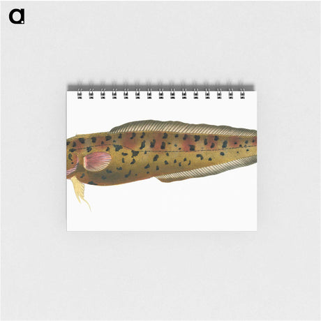 2-5_The-Natural-History-of-British-Fishes_memo