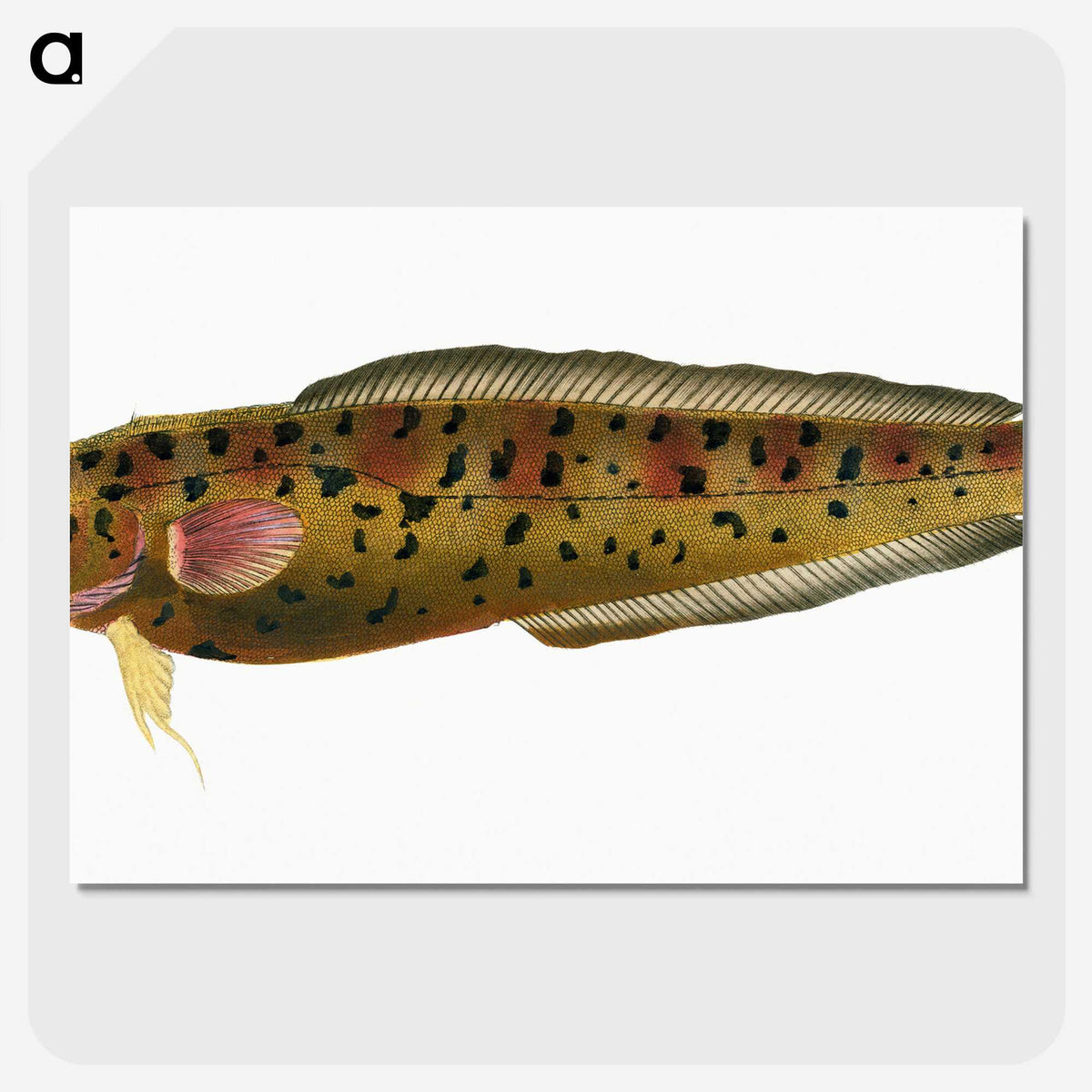 2-5_The-Natural-History-of-British-Fishes_picture-crop
