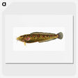 2-5_The-Natural-History-of-British-Fishes_picture