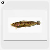 2-5_The-Natural-History-of-British-Fishes_picture
