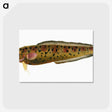 2-5_The-Natural-History-of-British-Fishes_postcard