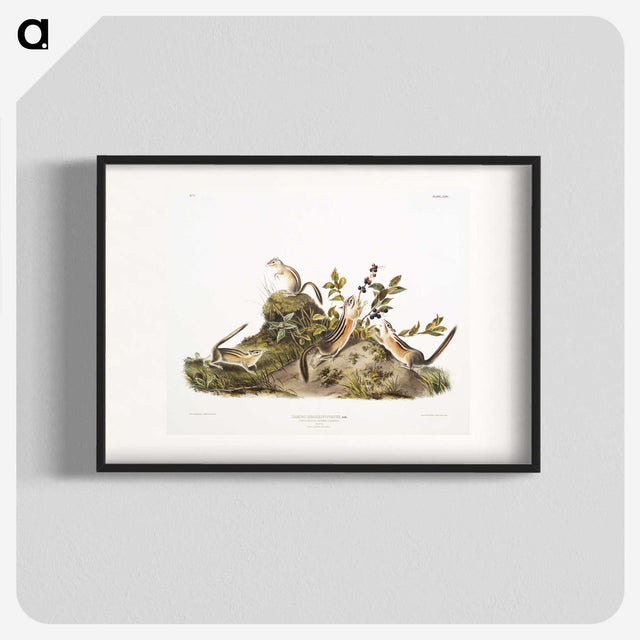 2-5_The-Viviparous-Quadrupeds_blk
