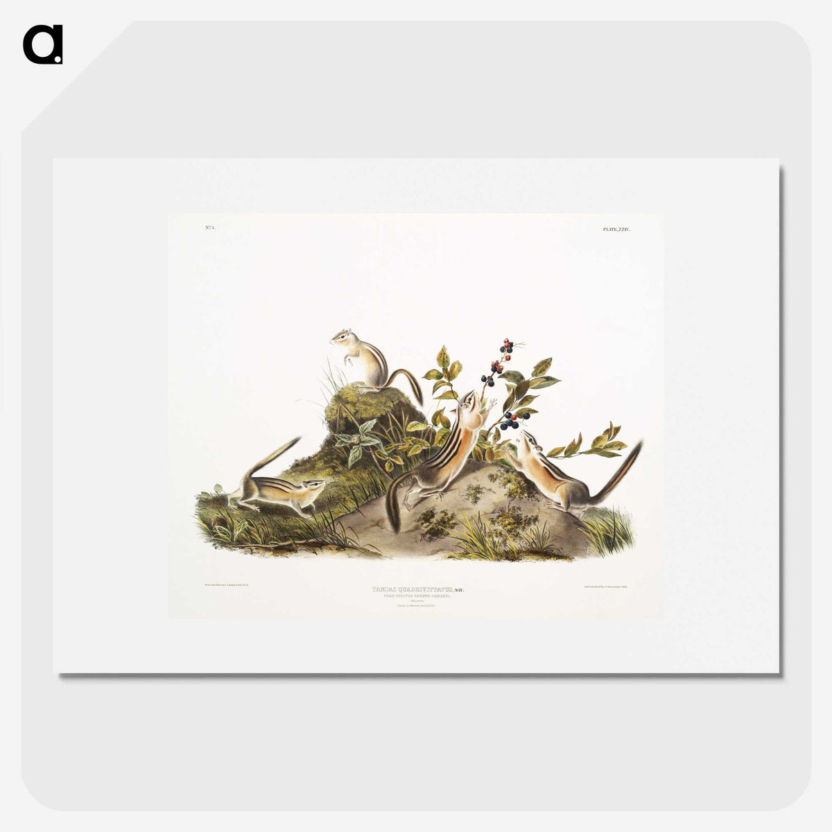 2-5_The-Viviparous-Quadrupeds_picture