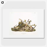 2-5_The-Viviparous-Quadrupeds_picture