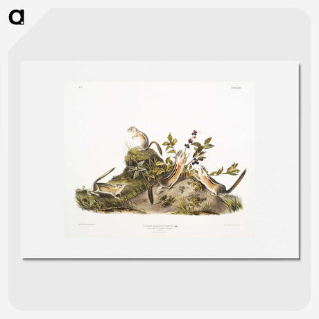 2-5_The-Viviparous-Quadrupeds_picture