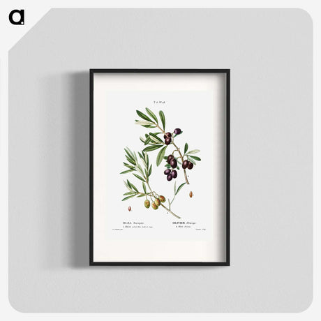2-5_Treatise-on-Trees-and-Shrubs_blk