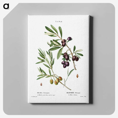 2-5_Treatise-on-Trees-and-Shrubs_canvas