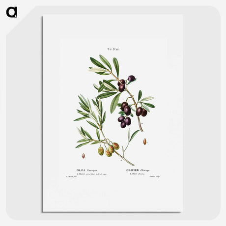 2-5_Treatise-on-Trees-and-Shrubs_picture