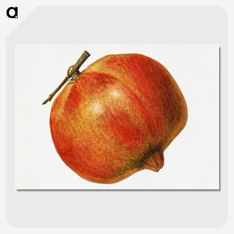 2-5_USDA-Watercolor-Fruit-Painting-Collection_picture-crop
