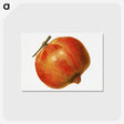 2-5_USDA-Watercolor-Fruit-Painting-Collection_postcard