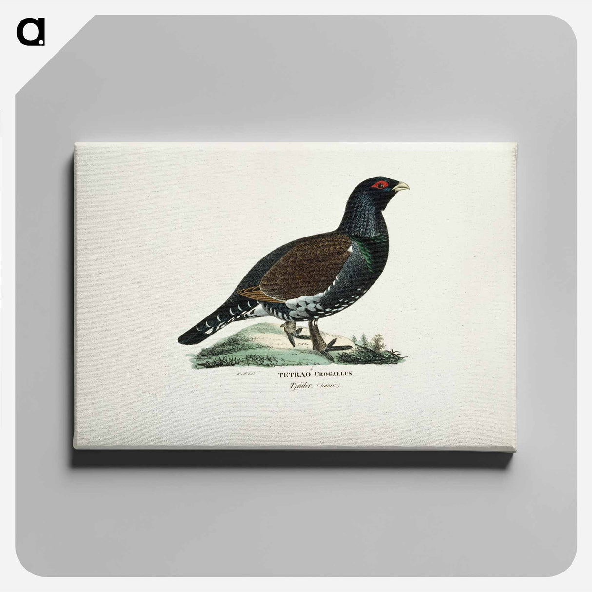 Male capercaillie - ヴィルヘルム フォン ライト Canvas.