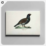 Male capercaillie - ヴィルヘルム フォン ライト Canvas.