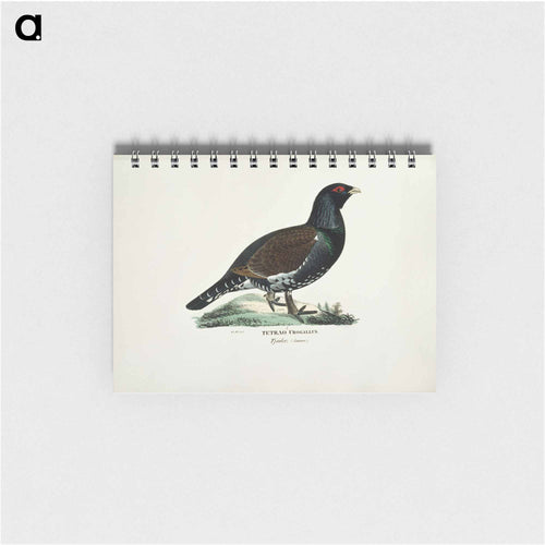 Male capercaillie - ヴィルヘルム フォン ライト Memo.