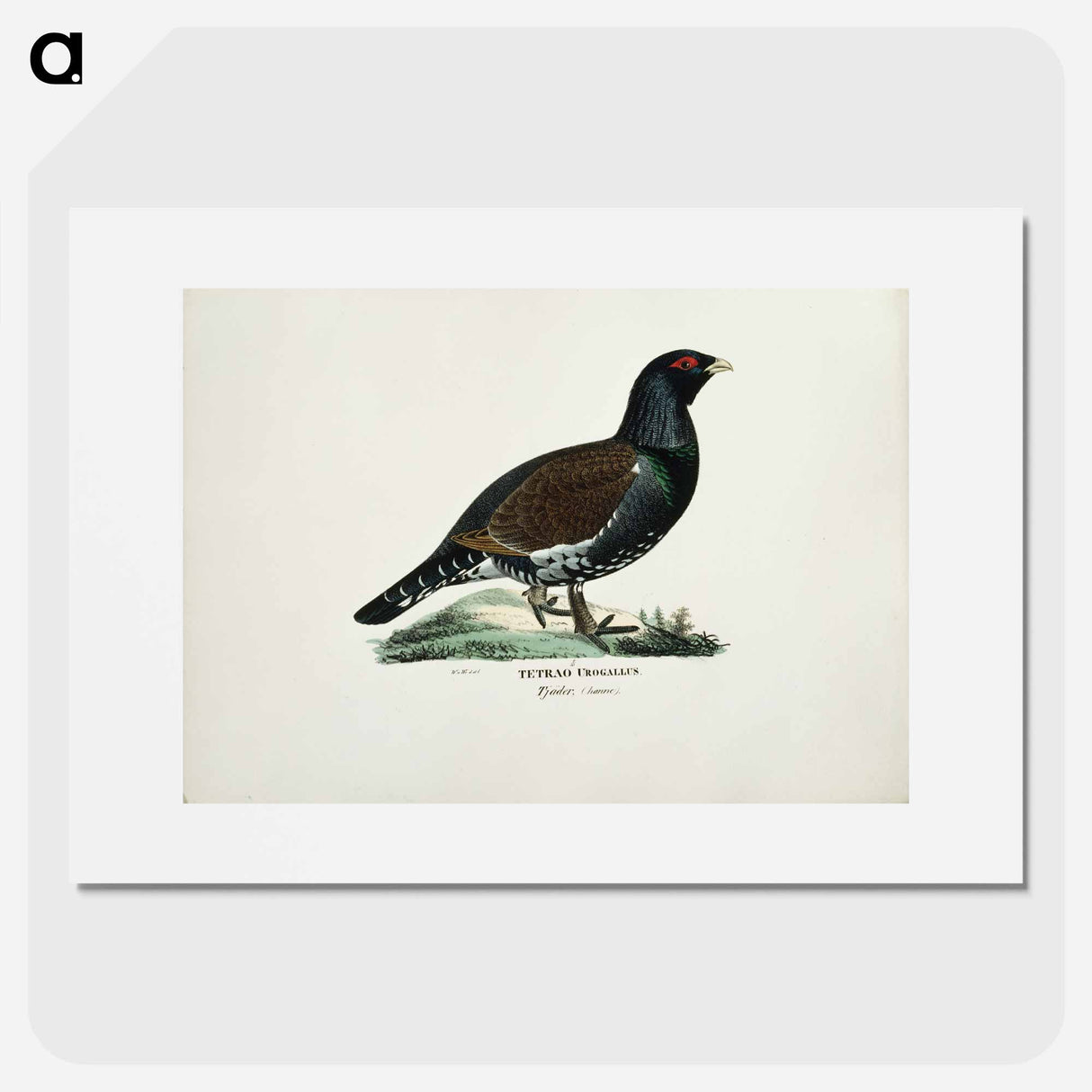 Male capercaillie - ヴィルヘルム フォン ライト Poster.