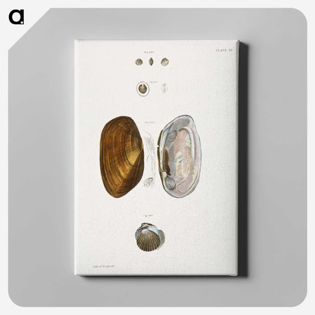 2-5_Zoology-of-New-York_canvas