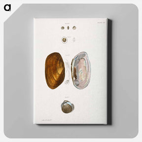 アートパネル-Different types of seashells illustration from Zoology of New York by James Ellsworth De Kay - ニューヨークの動物学 Canvas.