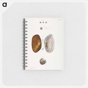アートメモ帳-Different types of seashells illustration from Zoology of New York by James Ellsworth De Kay - ニューヨークの動物学 Memo.