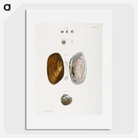 2-5_Zoology-of-New-York_picture