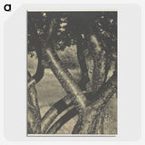 2-60_Alfred-Stieglitz_picture-crop
