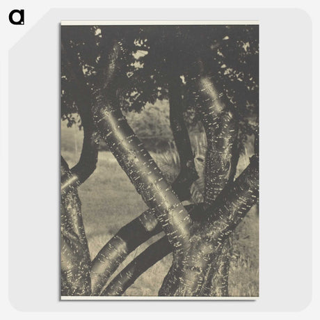 2-60_Alfred-Stieglitz_picture-crop