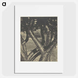 The Dancing Trees - アルフレッド スティーグリッツ Poster.