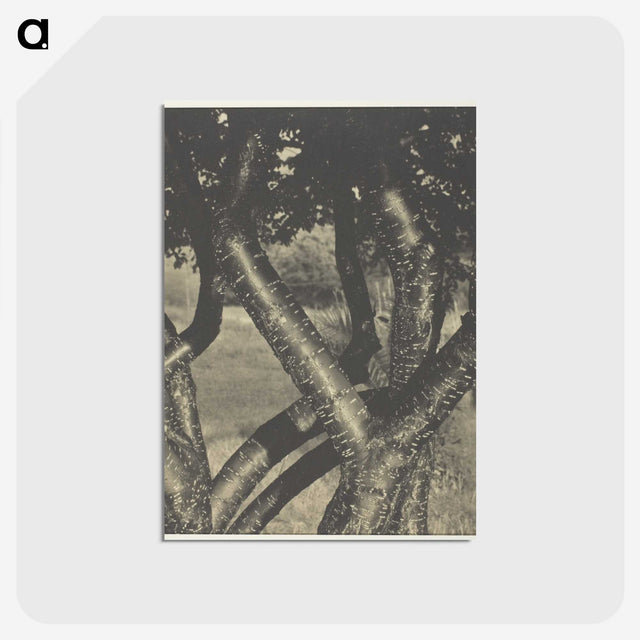 2-60_Alfred-Stieglitz_postcard
