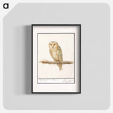Barn Owl - アンセルムス ボエティウス デ ブート Poster.