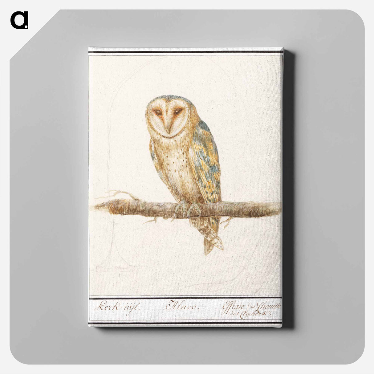 Barn Owl - アンセルムス ボエティウス デ ブート Canvas.