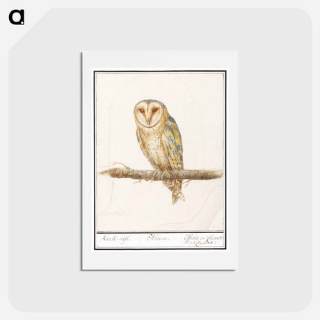 アートポストカード-Barn Owl - アンセルムス ボエティウス デ ブート Postcard.