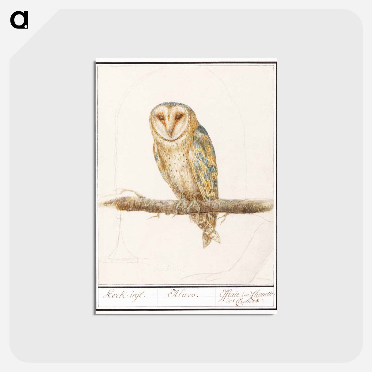 アートポストカード-Barn Owl - アンセルムス ボエティウス デ ブート Postcard.