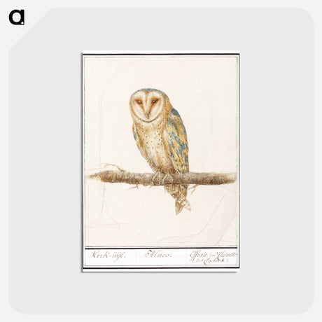 アートポストカード-Barn Owl - アンセルムス ボエティウス デ ブート Postcard.