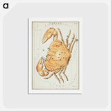 アートポストカード-Sidney Hall’s astronomical chart illustration of the zodiac Cancer - アンティーク地図 Postcard.