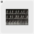 2-60_Eadweard-Muybridge_postcard