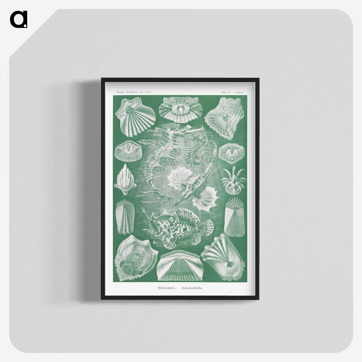 2-60_Ernst-Haeckel_blk-crop
