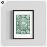 2-60_Ernst-Haeckel_blk