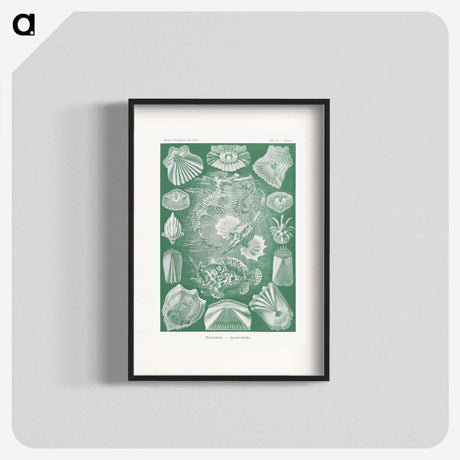 2-60_Ernst-Haeckel_blk