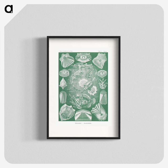 2-60_Ernst-Haeckel_blk