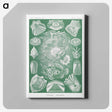 2-60_Ernst-Haeckel_canvas