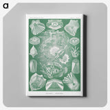 2-60_Ernst-Haeckel_canvas