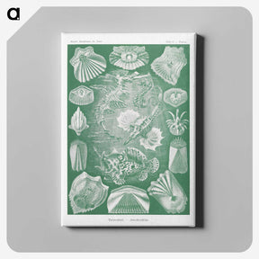 2-60_Ernst-Haeckel_canvas