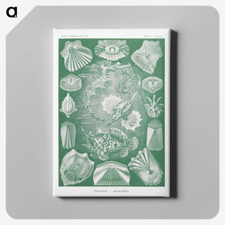 2-60_Ernst-Haeckel_canvas