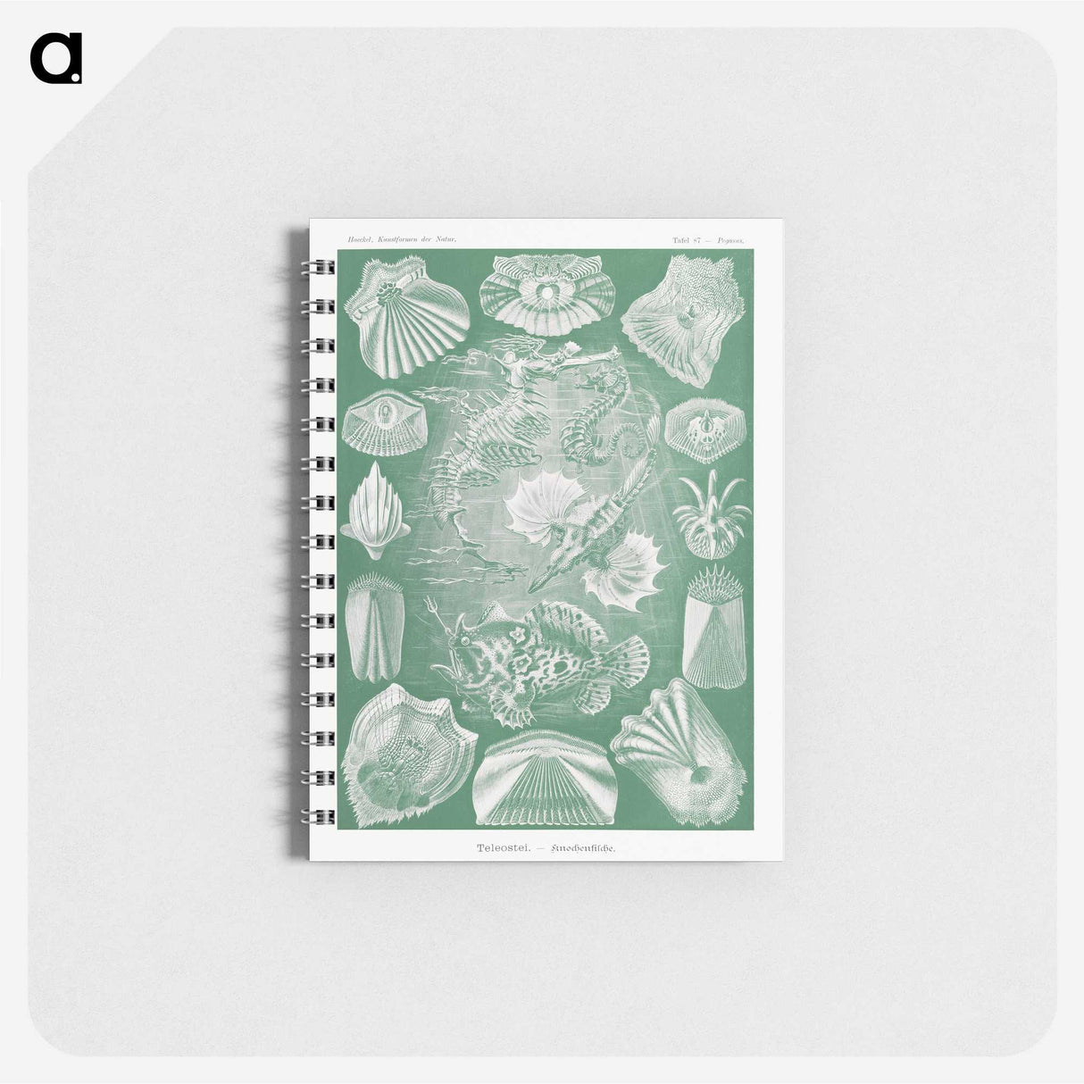 2-60_Ernst-Haeckel_memo