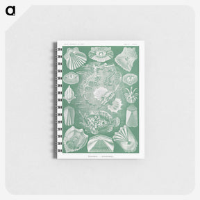 2-60_Ernst-Haeckel_memo