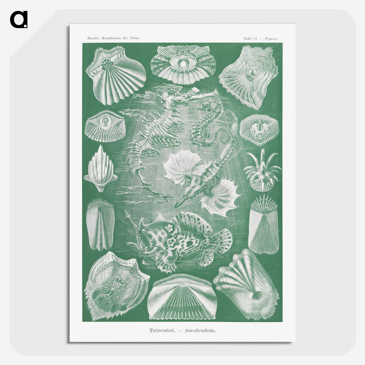 2-60_Ernst-Haeckel_picture-crop