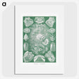 2-60_Ernst-Haeckel_picture