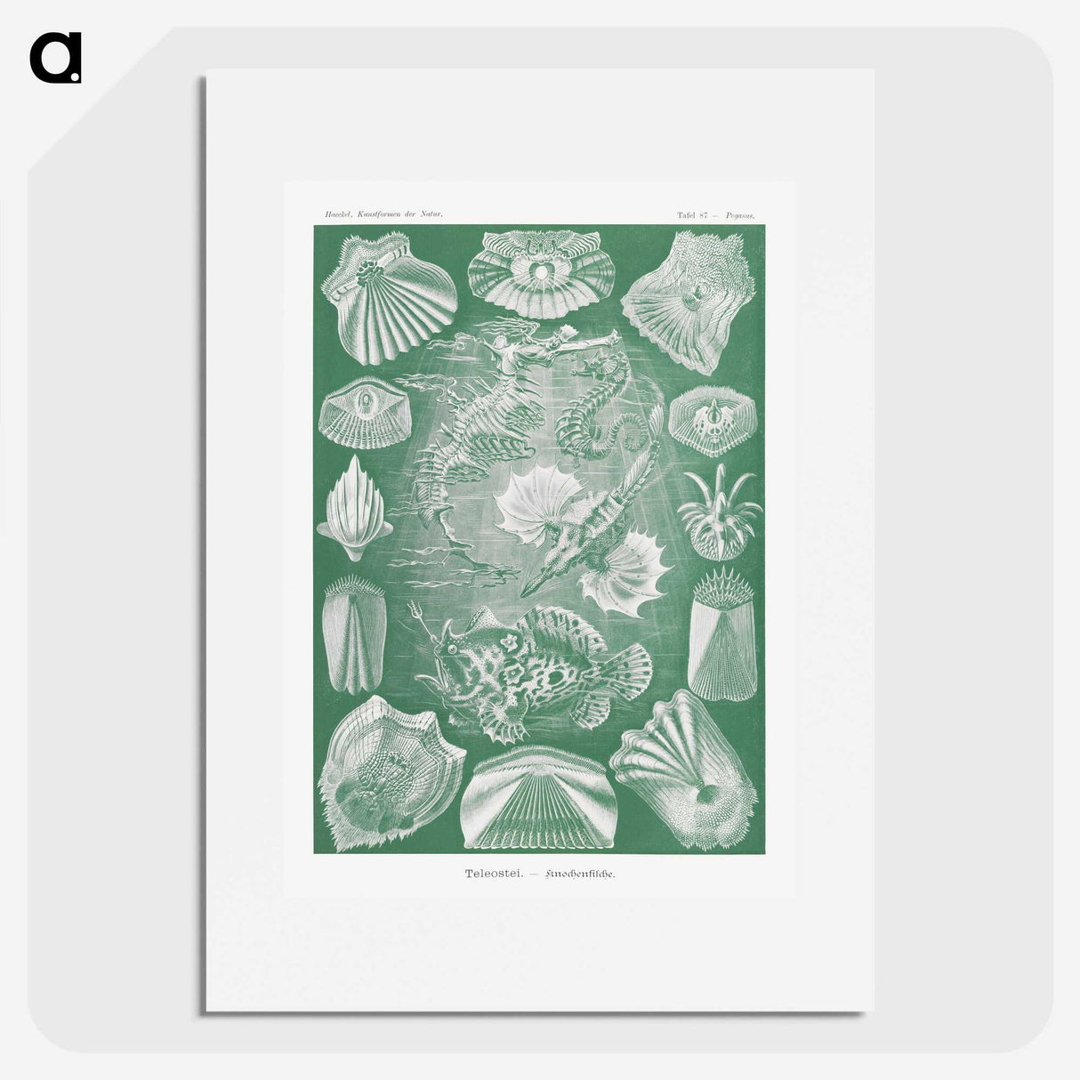 2-60_Ernst-Haeckel_picture