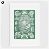 2-60_Ernst-Haeckel_picture