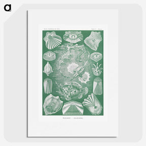 2-60_Ernst-Haeckel_picture